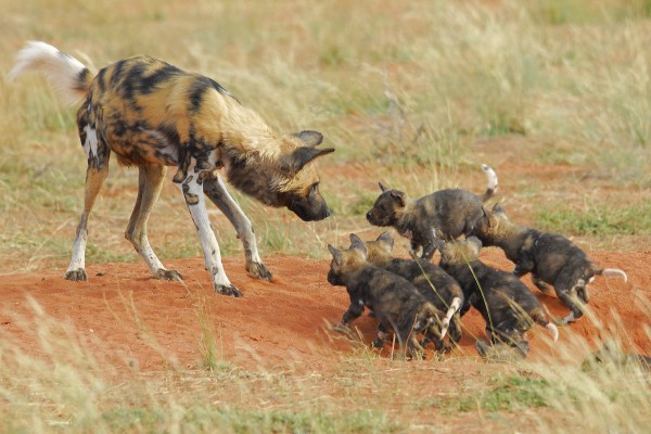 Tswalu Kalahari - Species conservation and genetic diversity