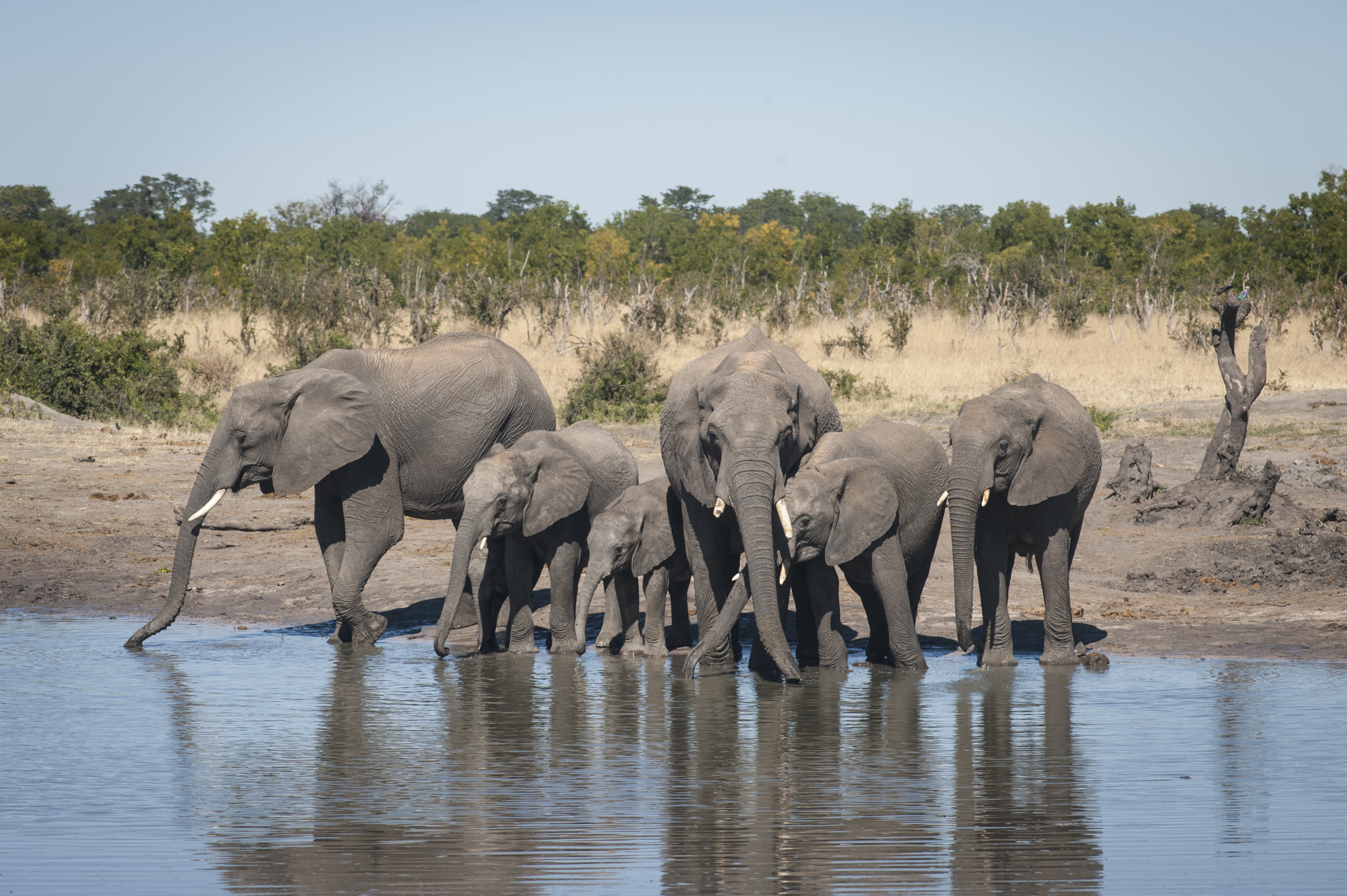 A typical scene at a waterhole, photo by Anton Crone