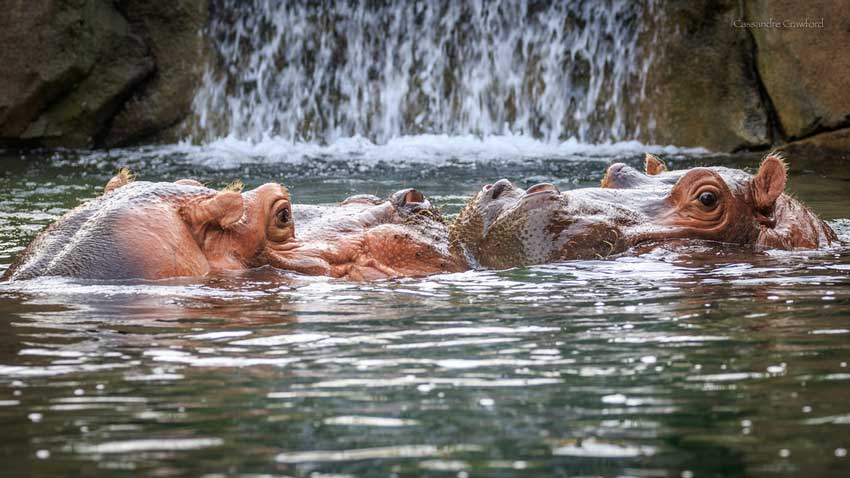 Hippos from Cincinnati Zoo