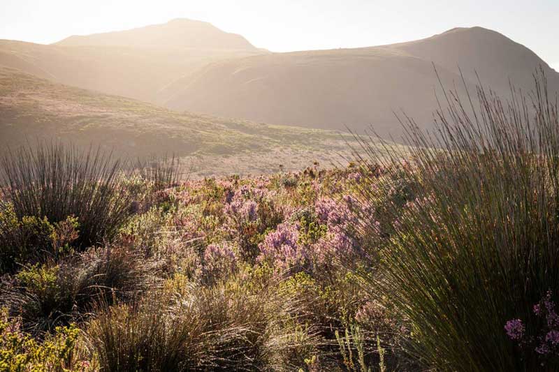 Grootbos Reserve landscape 