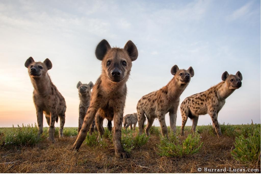 hyena