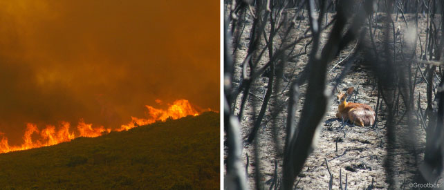 Grootbos Fire
