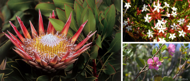 Grootbos Flowers