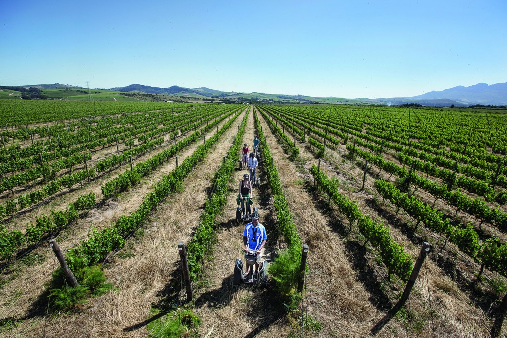 Spier Segway - vineyard rows 2-2