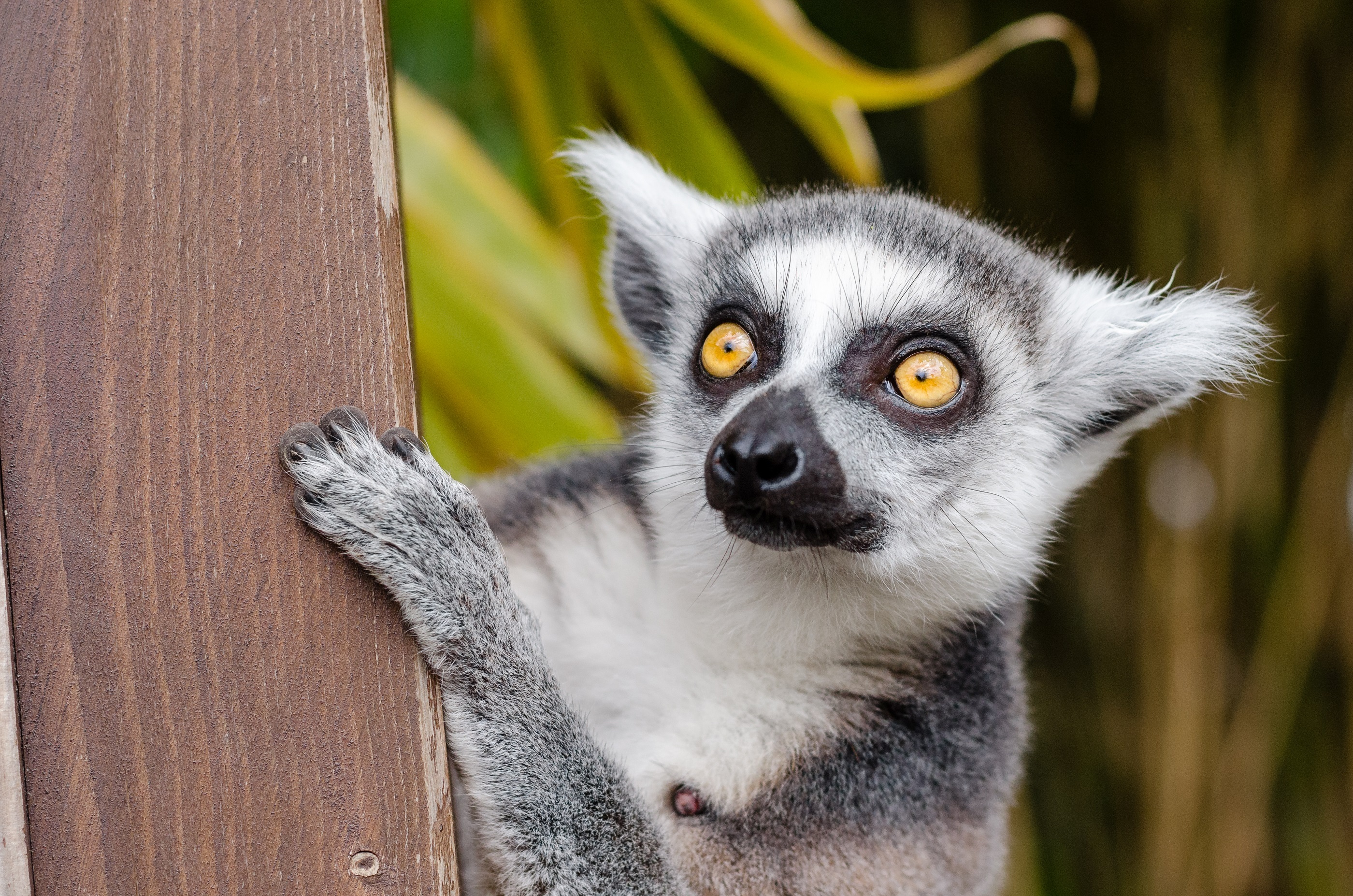 lemur-ring-tailed-lemur-primate-mammal