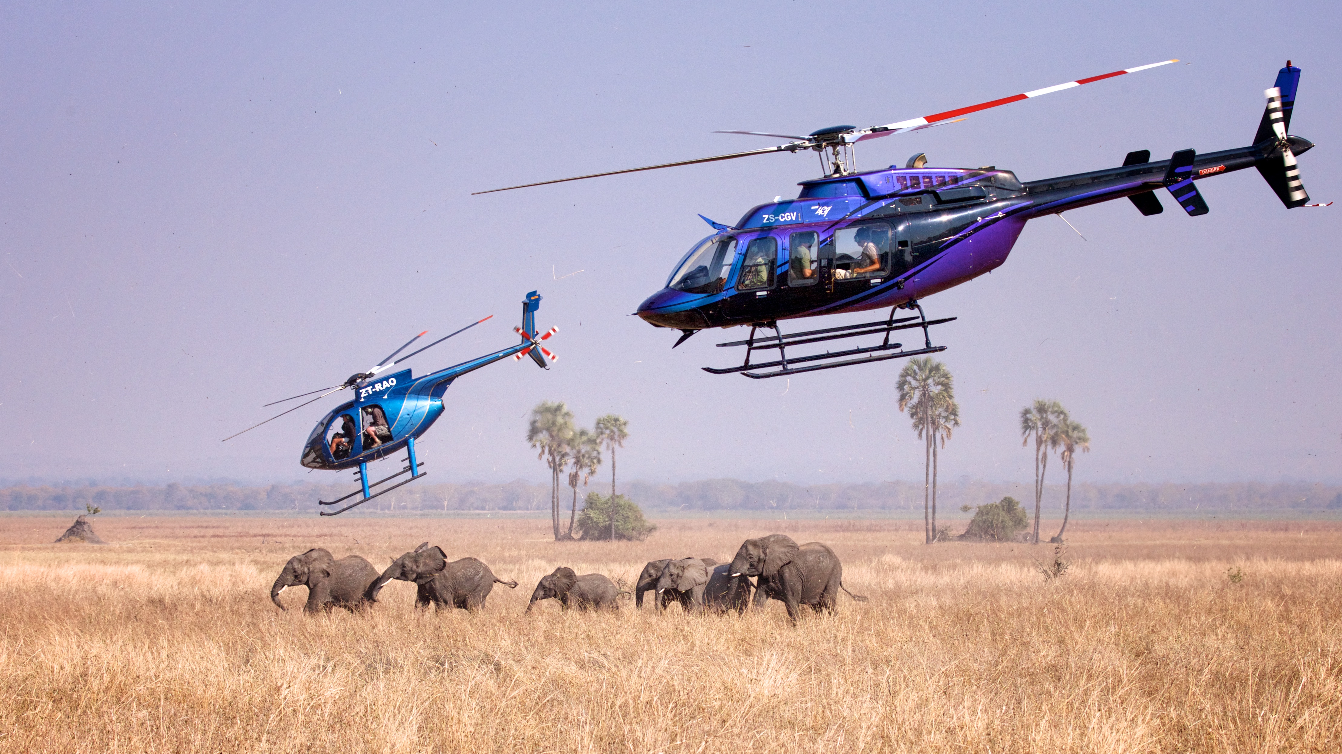 A family group of elephants is darted from the air. Photo by Frank Weitzer.