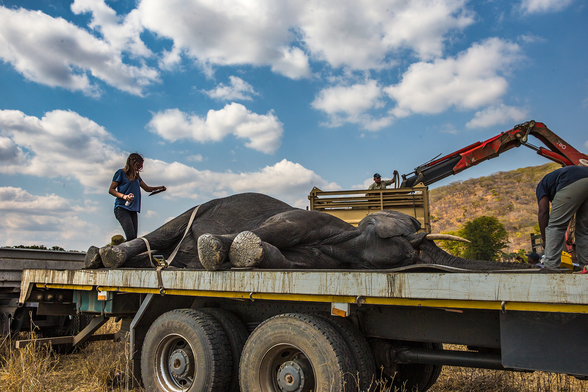A tranqulised elephant awaits transport. Photo by Anita Mishra.