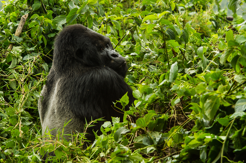 Credit: R Friedman for Wilderness Safaris