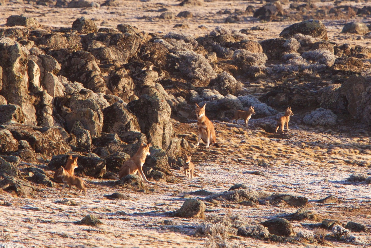 Michael Lorentz Photographer - Ethiopina wolf family