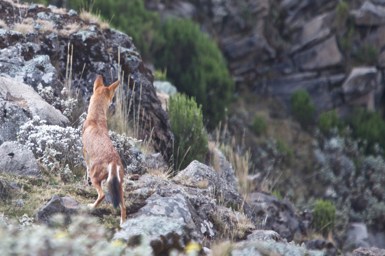 Michael Lorentz Photographer - searching for prey