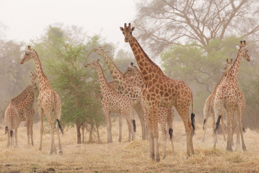 THE TALLEST ANIMAL ON EARTH IS STRANGELY OVERLOOKED - We Are Africa THE TALLEST ANIMAL ON EARTH IS STRANGELY OVERLOOKED - We Are Africa