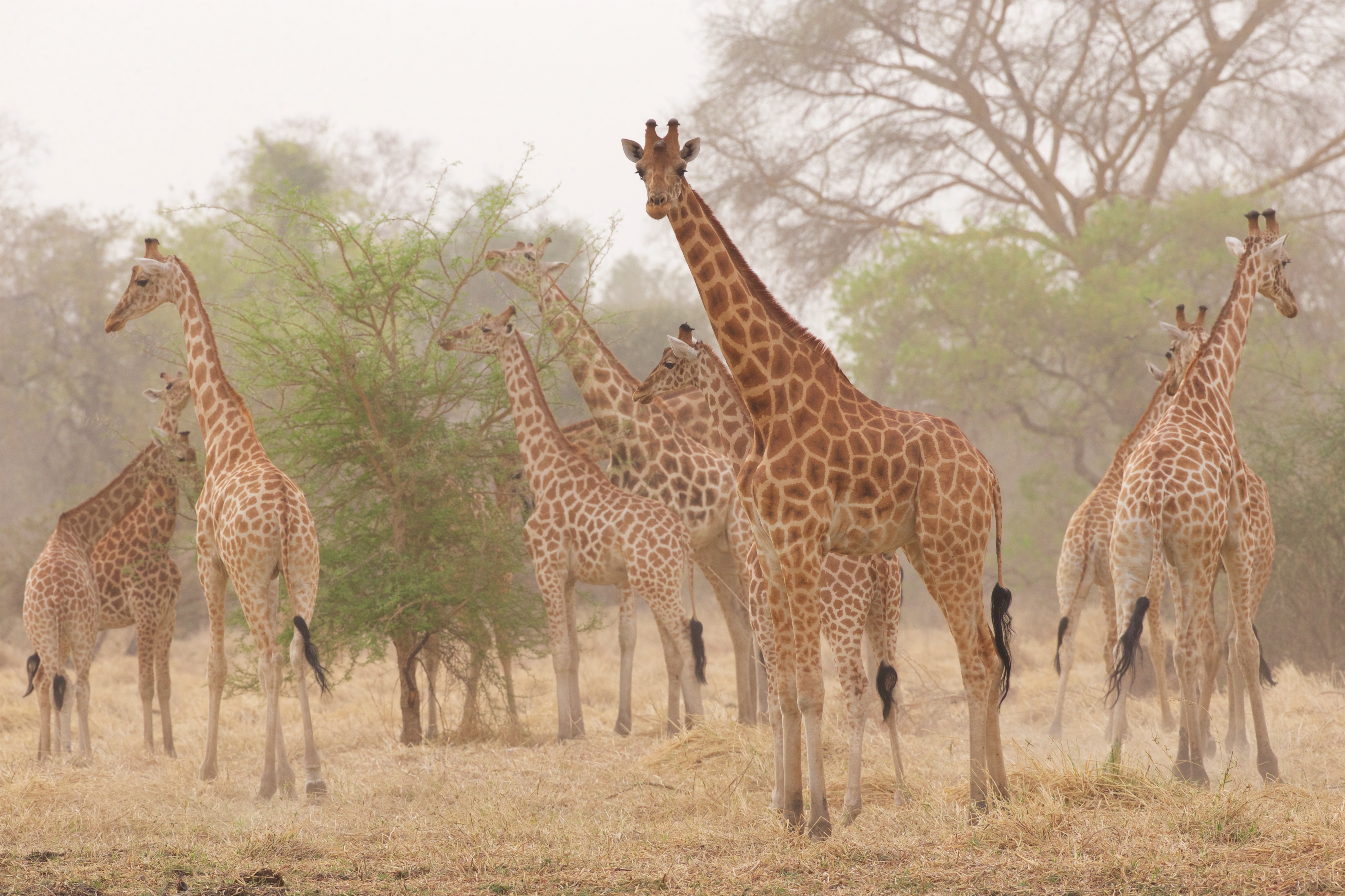 Kordofian giraffe; photo by Michael Lorentz
