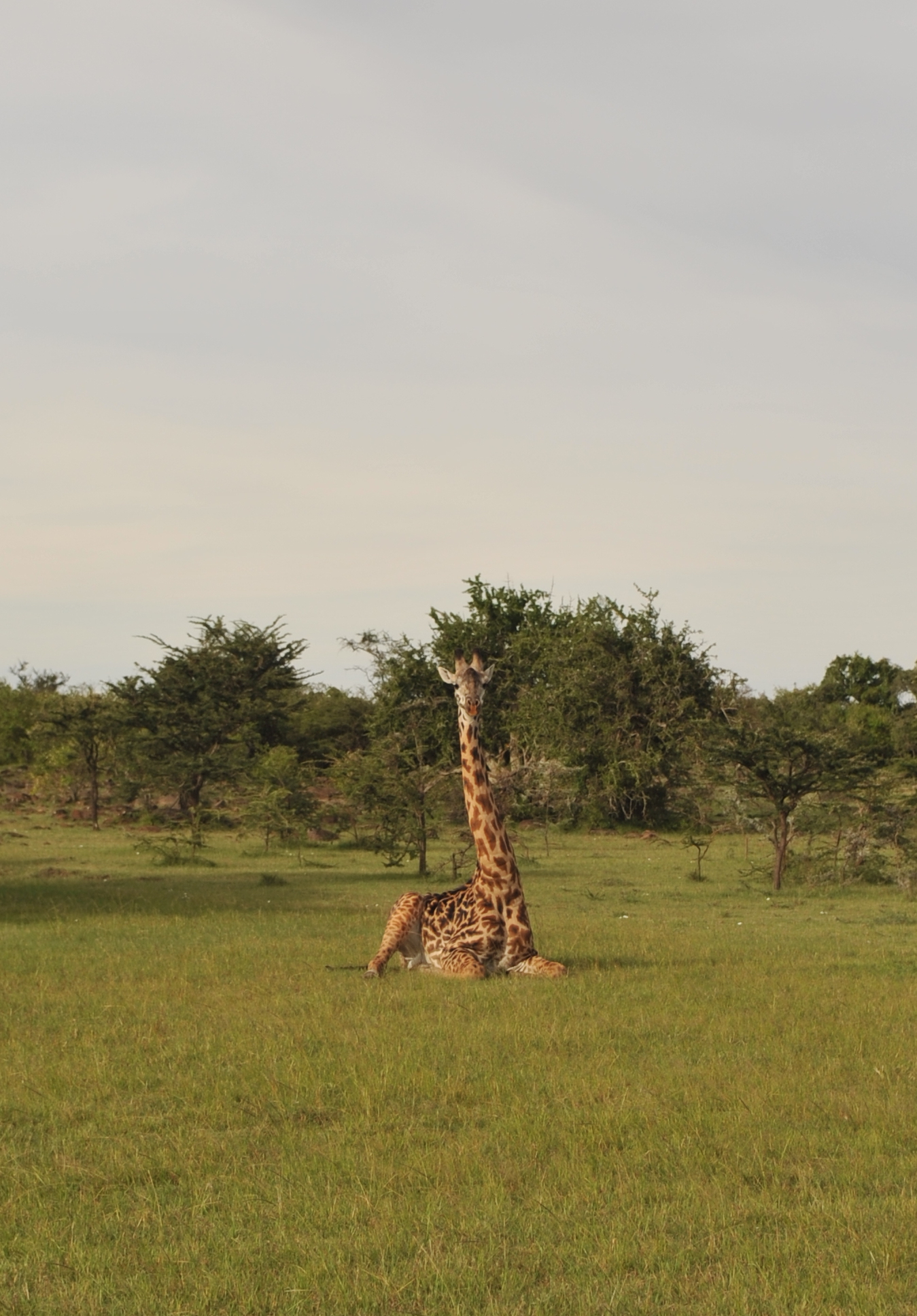 Masai giraffe; photo by Anton Crone