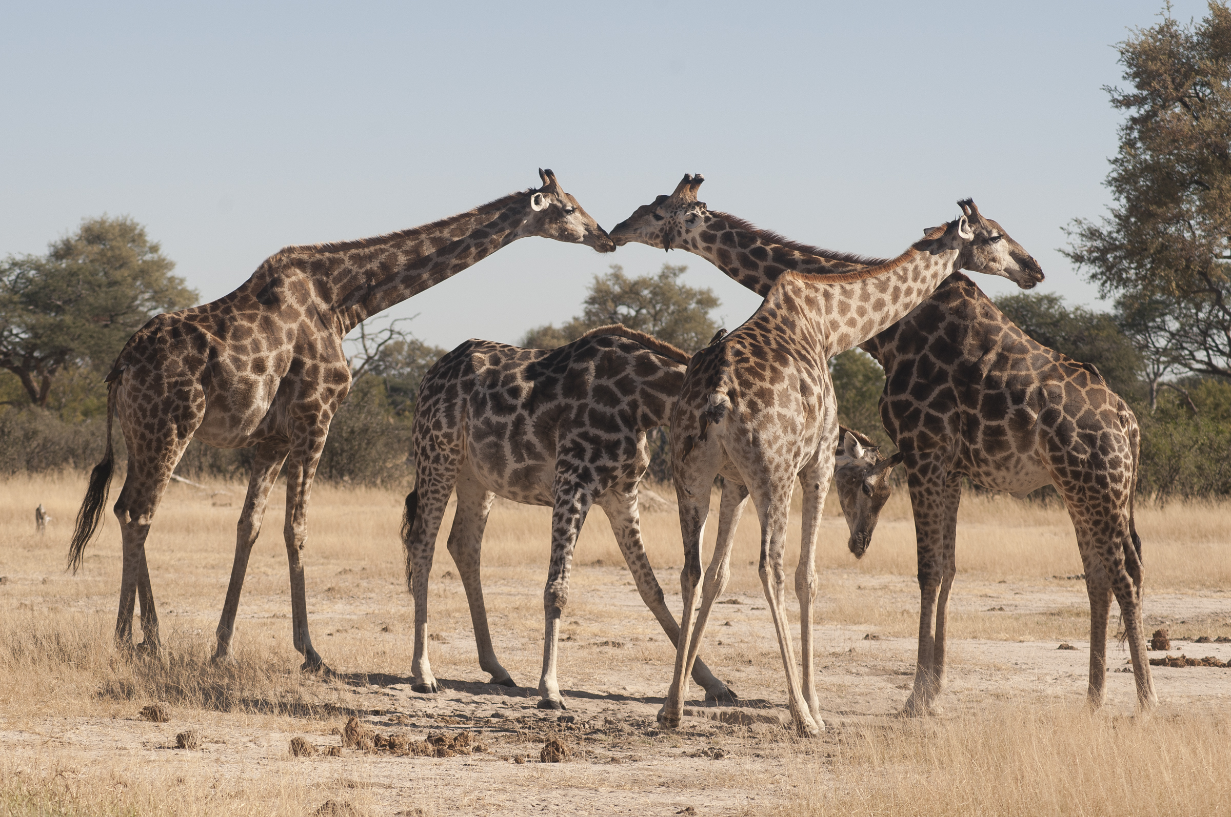 Southern giraffe subspecies; photo by Anton Crone