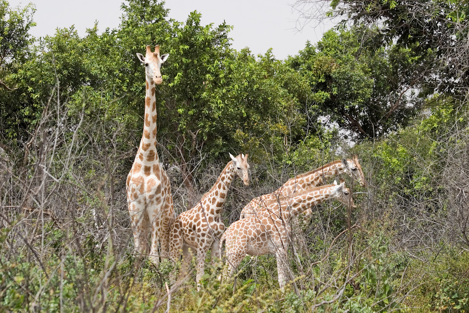 West African giraffe; photo by Matthew Paulson