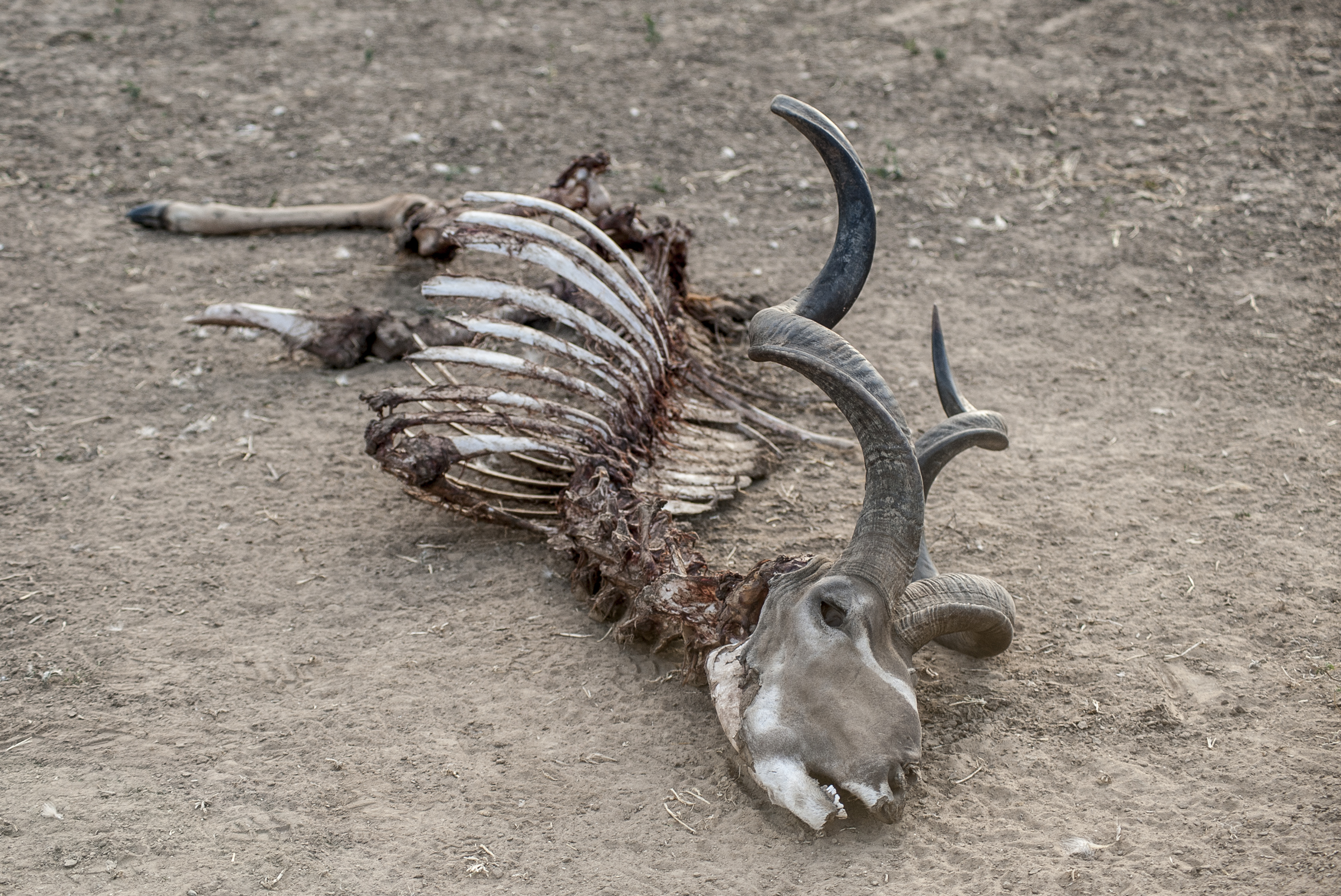 A kudu carcass picked clean, photo by Anton Crone