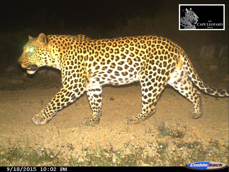 [Photos: Cape Leopard Trust]