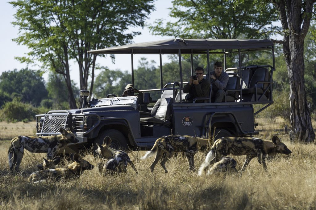 wild-dogs