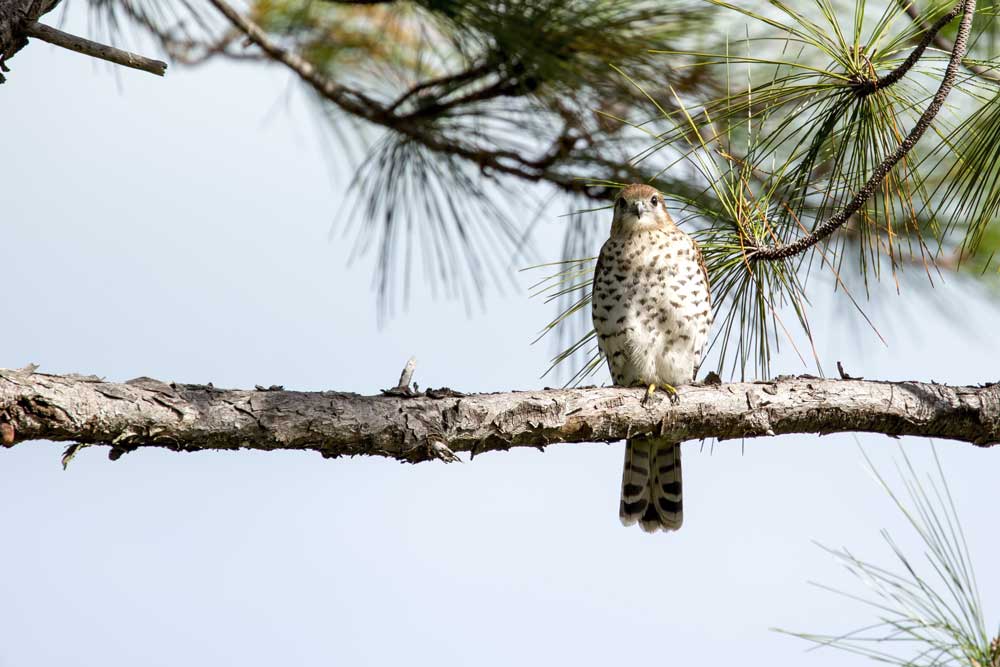 Rare Mauritius Kestrel