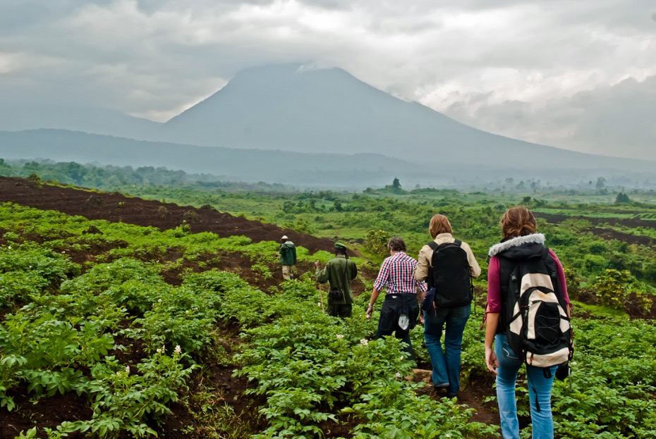 Gorilla tracking in Virunga