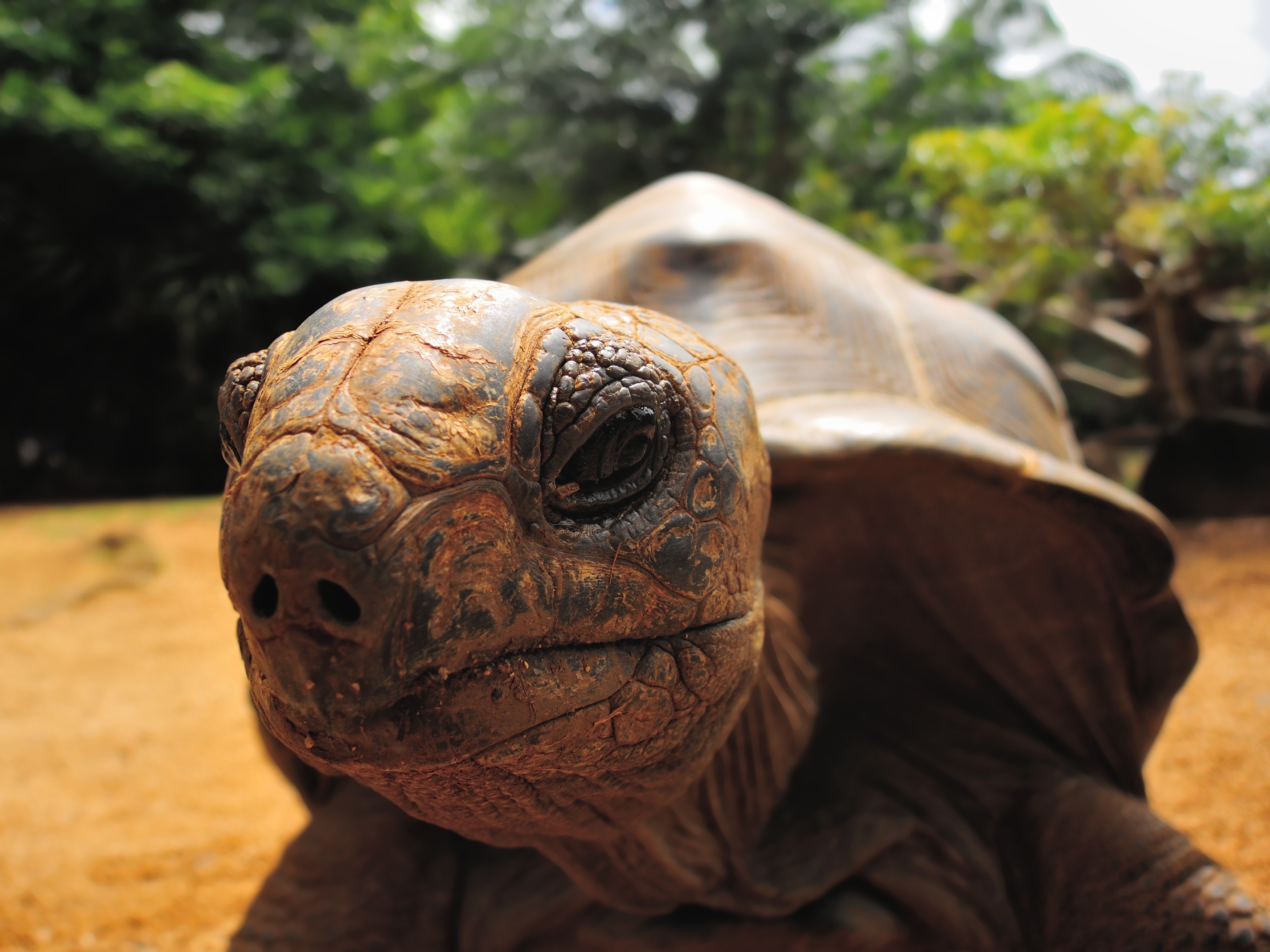 Native gecko and Giant Tortoise