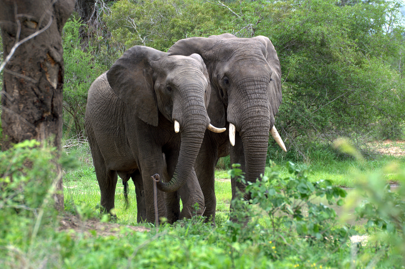 African forest elephants