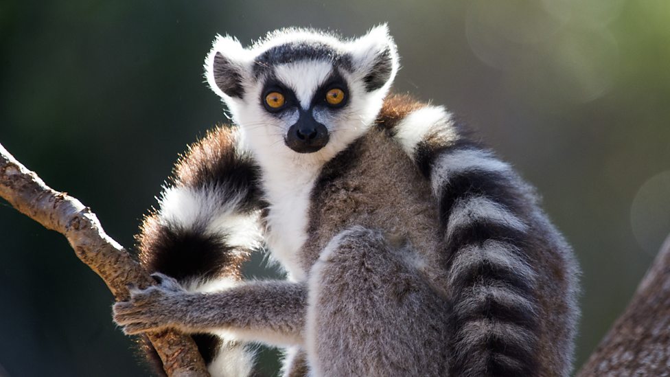 Ringtailed lemur, Madagascar