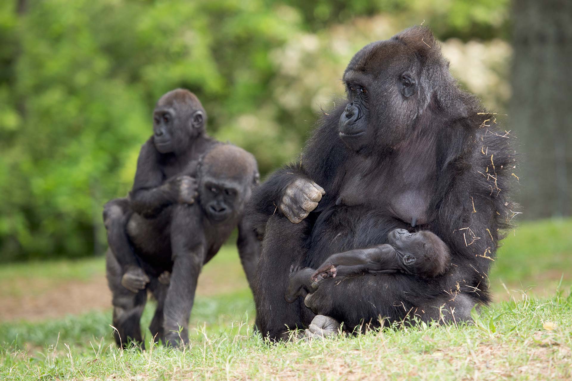 Western highland gorillas