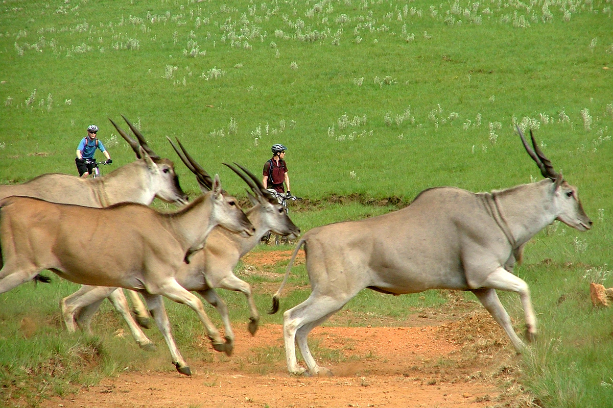 Sighting of eland