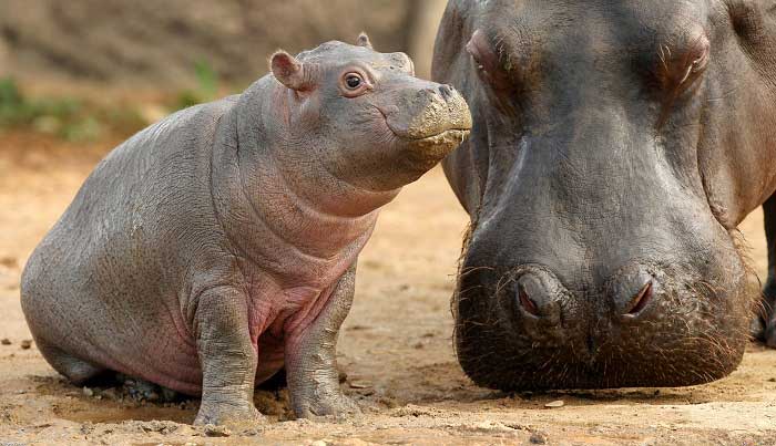 Baby hippo – via Fact Fiend