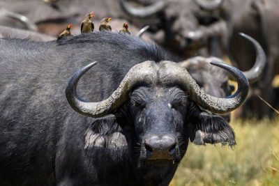 Close-up of buffalo on Qorokwe soil
