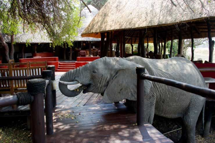 Elephant coming to stay at Lion Camp – courtesy of Lion Camp