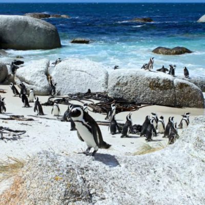 Penguins on Boulders Beach – photos are via Explore Sideways