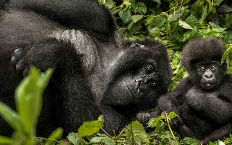 Gorilla's Nest – photos are courtesy of <a href="https://www.oneandonlyresorts.com/one-and-only-gorillas-nest-rwanda" target="_blank" rel="noopener">One&amp;Only Resorts</a>