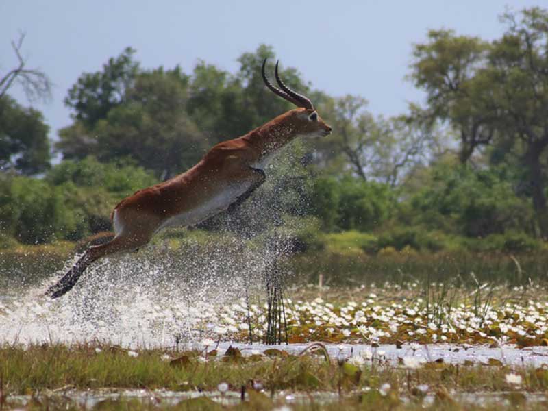 Photo taken while on safari at Pom Pom Camp that won first place – by Jacques Hansel