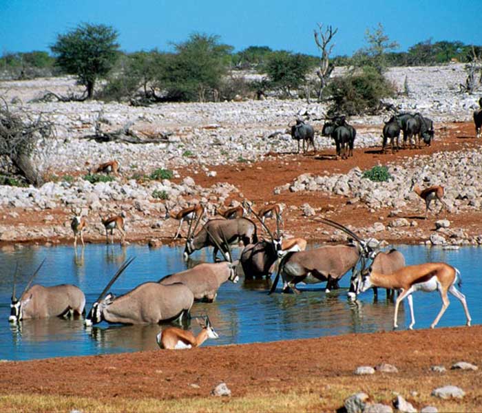 Game-viewing on the Namibia, Botswana and Victoria Falls Self-Drive Tour