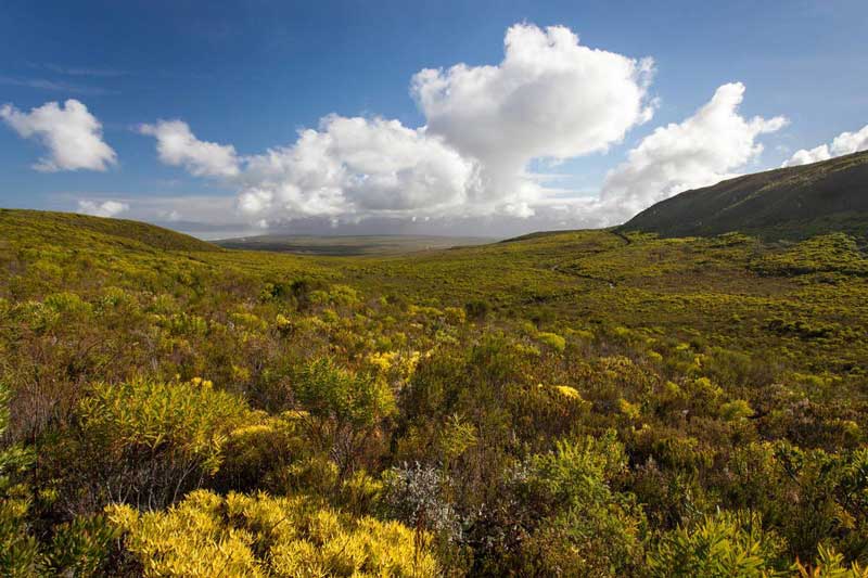 Fynbos at Grootbos