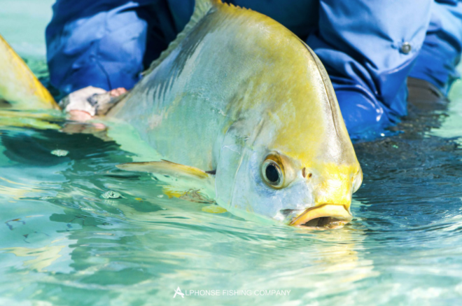 A catch on Alphonse Island, Mozambique – via Fly Odyssey