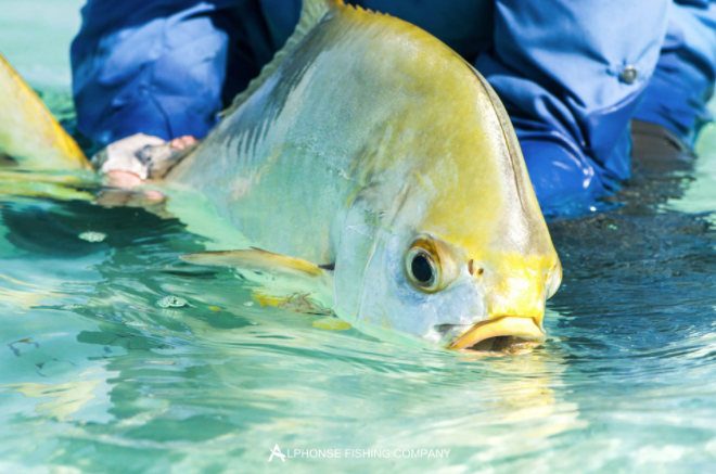 A catch on Alphonse Island, Mozambique – via Fly Odyssey