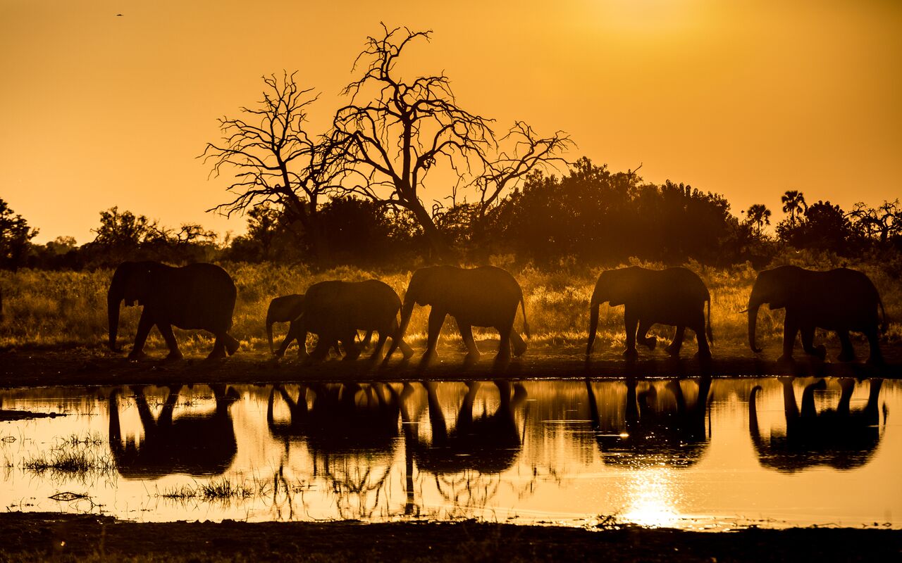 Elephants enjoying untouched landscape by Qorokwe