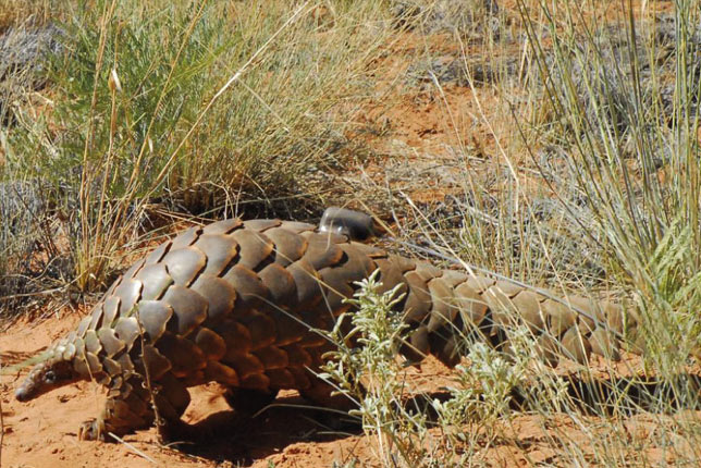 Tswalu Kalahari - THE GROUND PANGOLIN