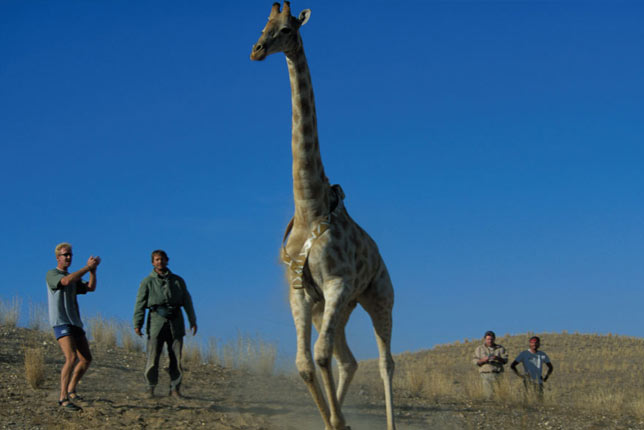 ULTIMATE SAFARIS NAMIBIA – SAVING AFRICA’S GIRAFFE FROM THE SILENT EXTINCTION