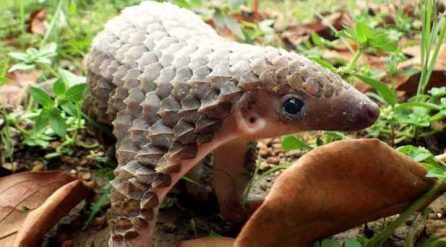 Baby pangolin – via Rainforest Rescue