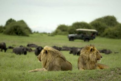 Picture taken on a Pangolin Photo Safaris' Duba Explorers Camp experience