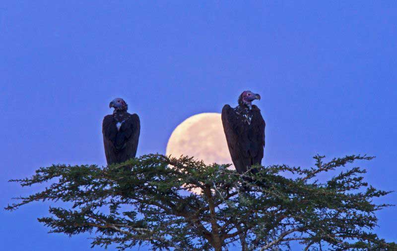 Photo taken at Great Plains' Mara Expedition Camp