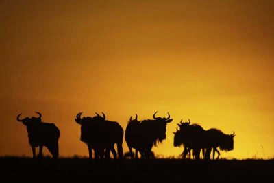 Photo taken at Great Plains' Mara Expedition Camp – photos are courtesy of Great Plains Conservation