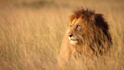 Lion strutting his stuff in Kruger National Park – via andBeyond