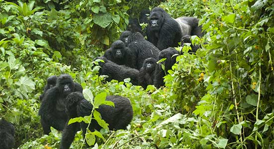 Mountain gorillas in the Virunga Massif – courtesy of 2015 Gorilla Doctors