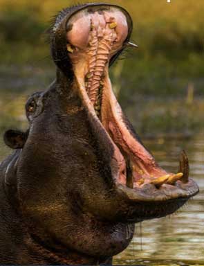 Hippo in the Okavango Delta, Botswana