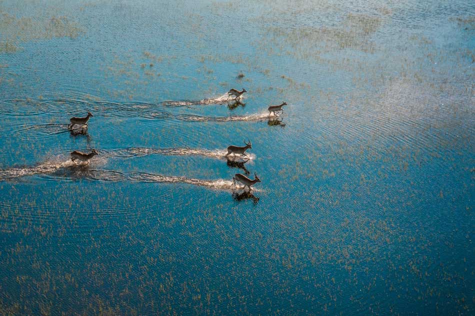 Aerial view of antelopes running across flooded grasslands, Okavango Delta, Moremi Game Reserve, Botswana